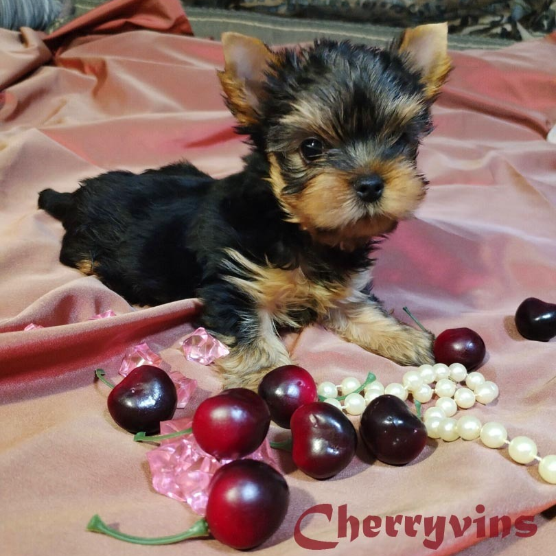 питомник Черри Винс щенки йорка