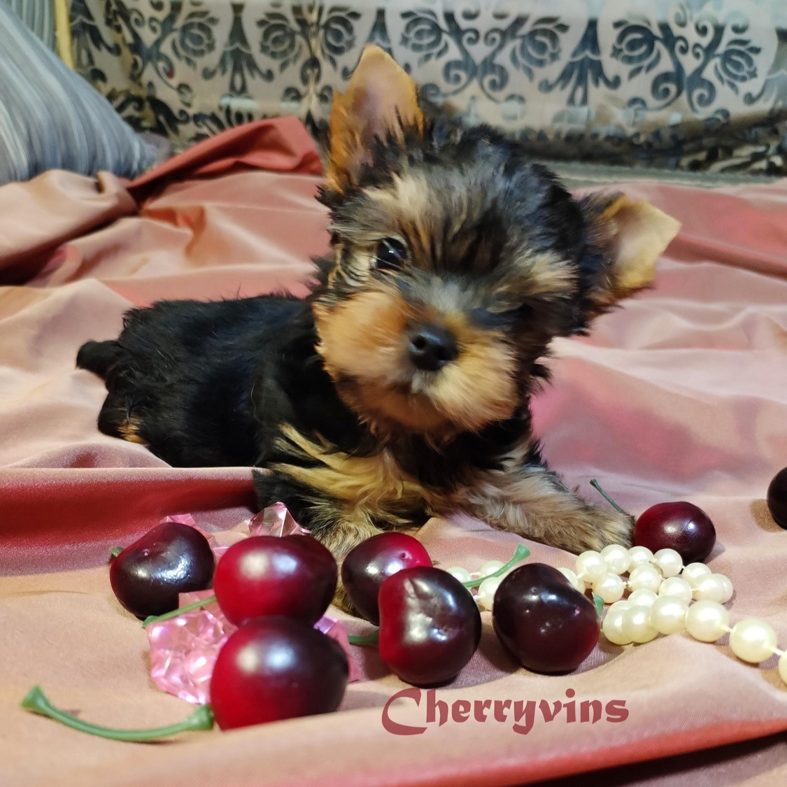 питомник Черри Винс щенки йорка