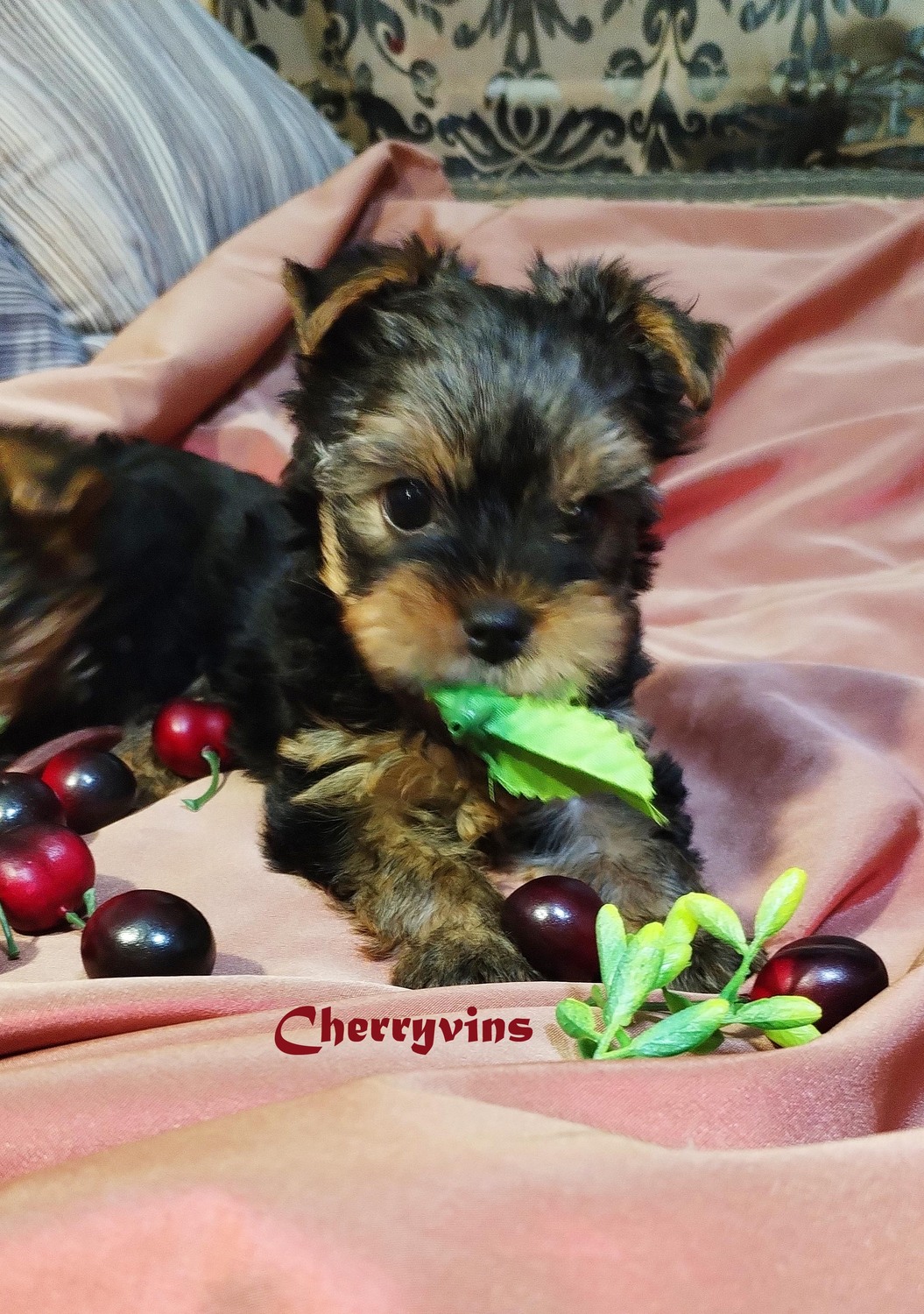 питомник Черри Винс щенки йорка
