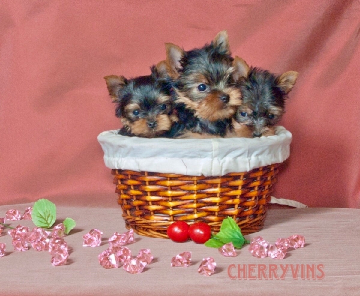 ПИТОМНИК ЧЕРРИ ВИНС ЩЕНКИ ЙОРКА